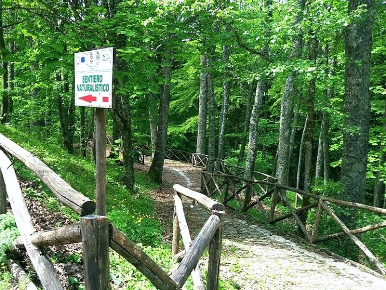 Faggi e cerri nel bosco di Faeto